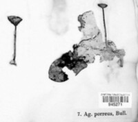 Agaricus porreus image